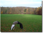 Yoga im Teuteburger Wald